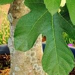 Ficus carica Rinde