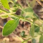Pluchea dioscoridis Blatt