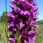 Dactylorhiza majalis Fula