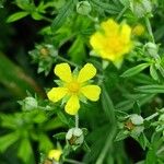 Potentilla argentea Цвят