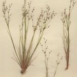 Juncus tenageia Alkat (teljes növény)