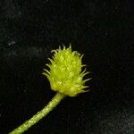 Ranunculus adoxifolius आदत