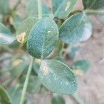 Zygophyllum fabago Leaf