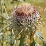 Cirsium eriophorum Fruit