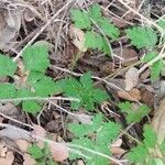 Geranium purpureumBlatt