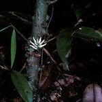 Amphirrhox longifolia Flower