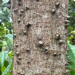 Ceiba pentandra Écorce