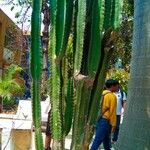 Cereus hexagonus ഇല