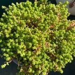 Sedum anglicumLeaf