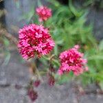 Valeriana lecoqii Blüte