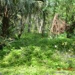 Erythronium montanum Foglia