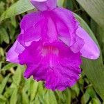 Sobralia macrantha Кветка