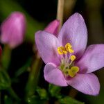 Centaurium scilloides Flor