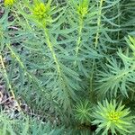 Euphorbia seguieriana Leaf