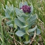 Rhodiola integrifolia Habitus