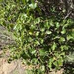 Prunus ilicifolia ഇല