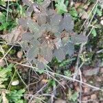 Oxalis spiralis Feuille