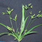 Cyperus laxus Іншае