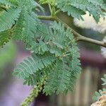Faidherbia albida Blatt