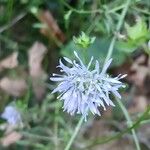 Jasione montana फूल