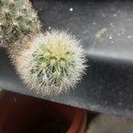 Haageocereus decumbens List