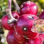 Crataegus persimilis Fruit