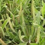 Plantago virginica 果