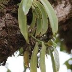 Diaphananthe divitiflora Yaprak