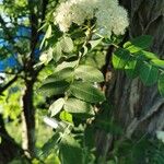 Sorbus aucuparia Flower
