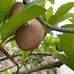 Pouteria sapota Fruit