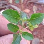 Acanthospermum australe Leaf