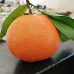 Citrus × aurantium Vili