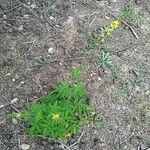 Agrimonia procera Çiçek
