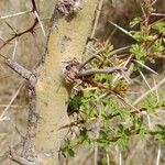 Vachellia seyal Folha
