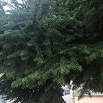 Abies nordmanniana Blad