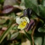 Viola kitaibeliana Квітка