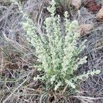 Ouret lanata Flor