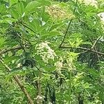 Sambucus canadensisFlower