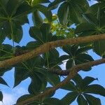 Sterculia foetida Leaf