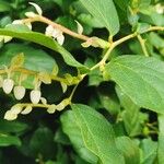 Gaultheria shallon Flower