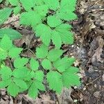 Actaea rubra Blatt