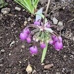 Allium cernuum Flor