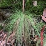 Festuca heterophylla Blatt