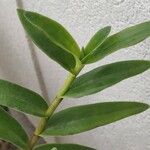 Epidendrum ibaguense Levél