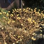 Edgeworthia tomentosa Costuma