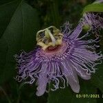 Passiflora incarnata 花