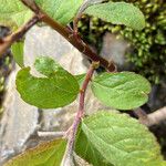 Salix pyrenaica Leaf