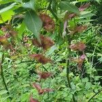 Leycesteria formosaŽiedas