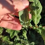 Salix aurita पत्ता