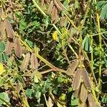 Crotalaria incana Fruit